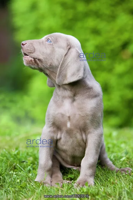 : Weimaraner dog, puppy, sitting on grass, howling : Weimaraner dog, puppy, sitting on grass, howling