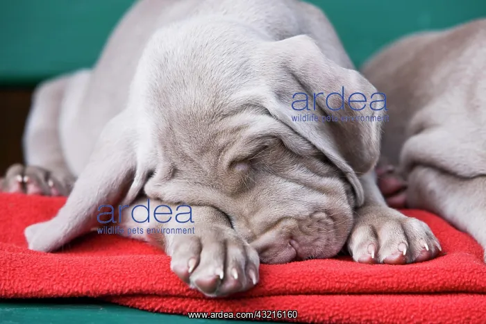 : Weimaraner dog, puppy, sleeping on a bench, North : Weimaraner dog, puppy, sleeping on a bench, North