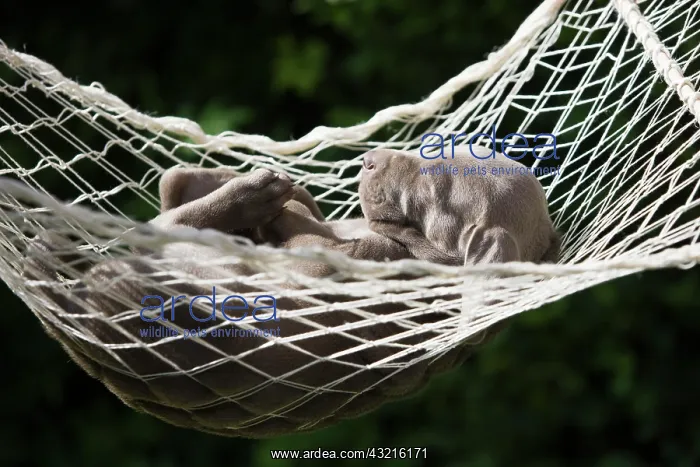 : Weimaraner dog, puppy, sleeping in a hammock, North : Weimaraner dog, puppy, sleeping in a hammock, North