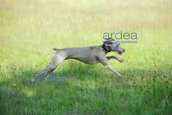 : Weimaraner Dog - running through field : Weimaraner Dog - running through field