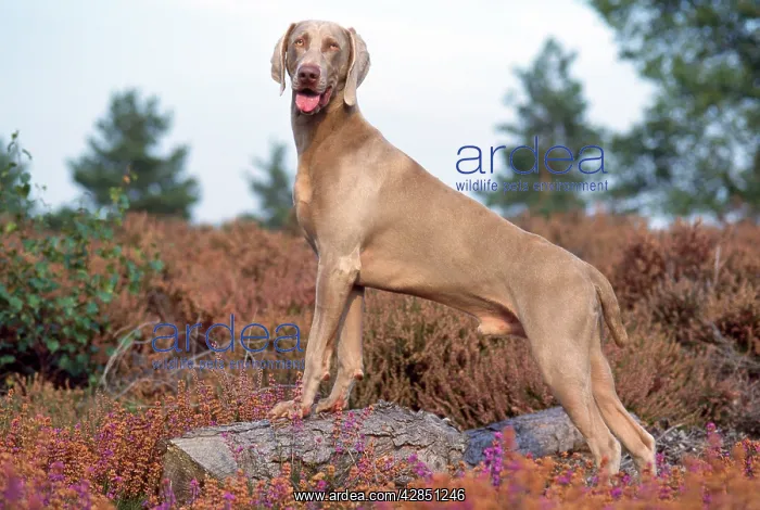 : WEIMARANER DOG - side-view, standing on log in heather : WEIMARANER DOG - side-view, standing on log in heather