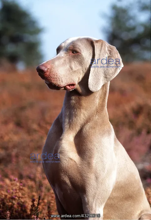 : WEIMARANER DOG - SITTING : WEIMARANER DOG - SITTING