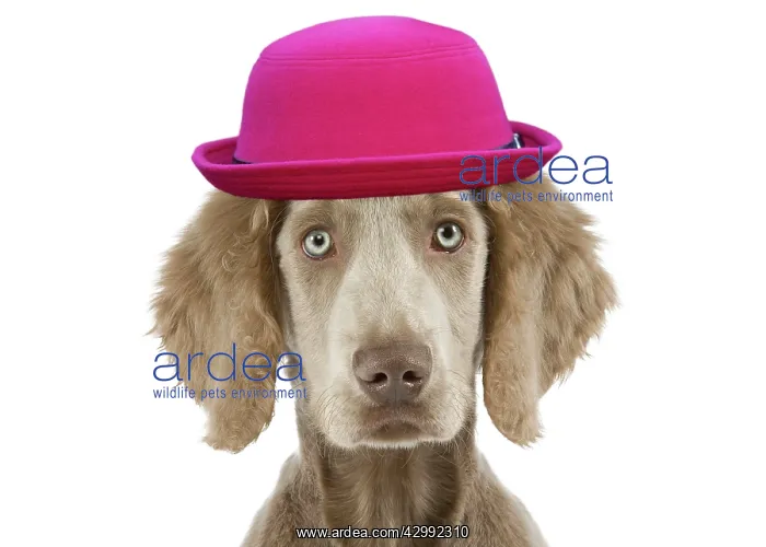 : Weimaraner Dog wearing pink hat in studio Weimaraner : Weimaraner Dog wearing pink hat in studio Weimaraner