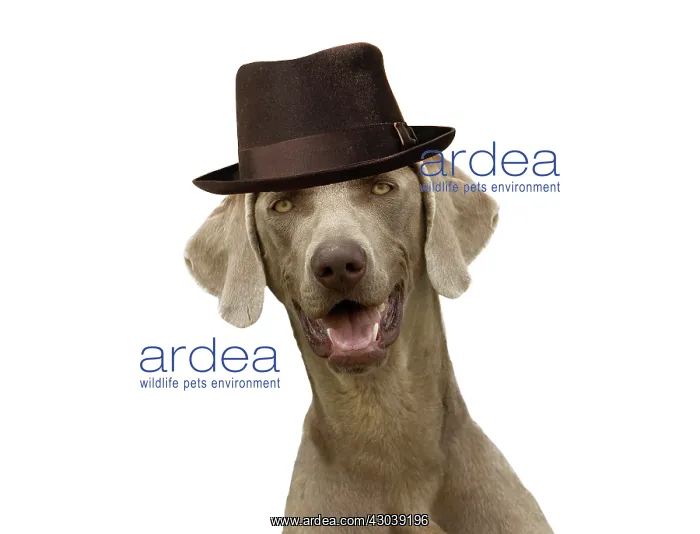 : Weimaraner Dog, wearing pork pie hat with mouth open : Weimaraner Dog, wearing pork pie hat with mouth open