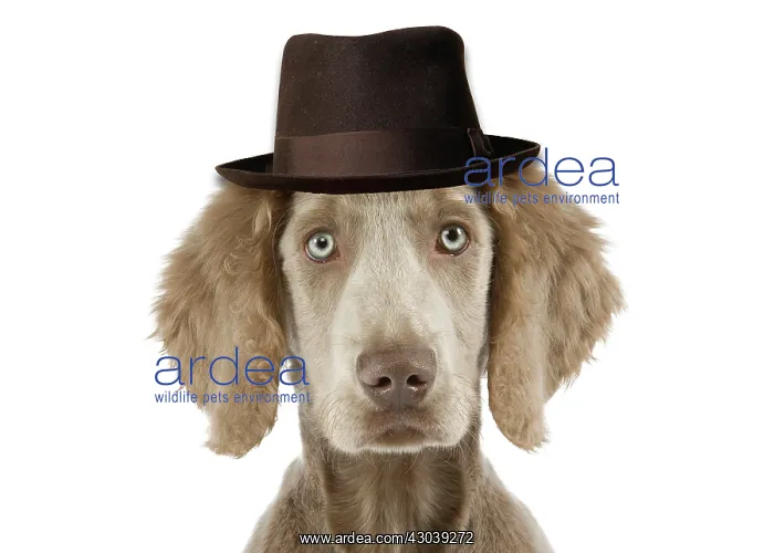 : Weimaraner Dog wearing pork pie hat in studio : Weimaraner Dog wearing pork pie hat in studio