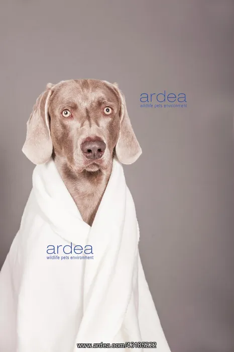: Weimaraner dog wrapped in a blanket : Weimaraner dog wrapped in a blanket
