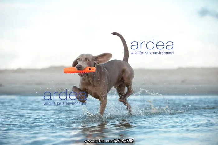 : Weimaraner fetching a toy out of the water : Weimaraner fetching a toy out of the water