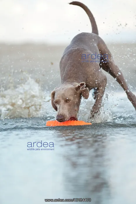 : Weimaraner fetching a toy out of the water, St : Weimaraner fetching a toy out of the water, St