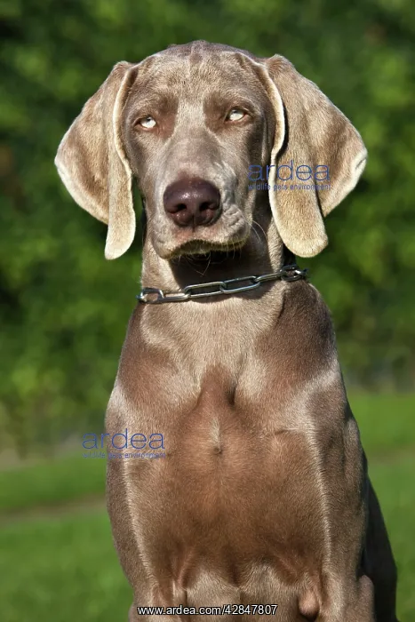  : Weimaraner hunting dog
