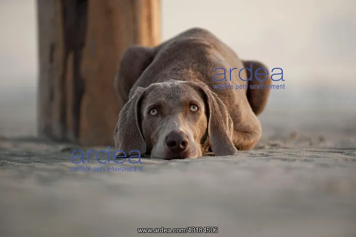 : Weimaraner lying on the beach, St. Peter-Ording : Weimaraner lying on the beach, St. Peter-Ording