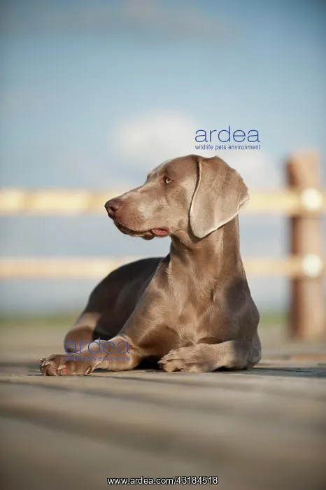 : Weimaraner lying on a jetty : Weimaraner lying on a jetty