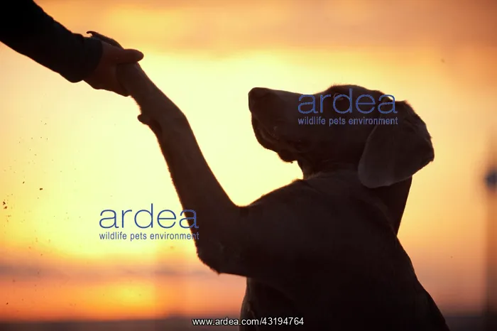 : Weimaraner offering its paw, silhouette : Weimaraner offering its paw, silhouette
