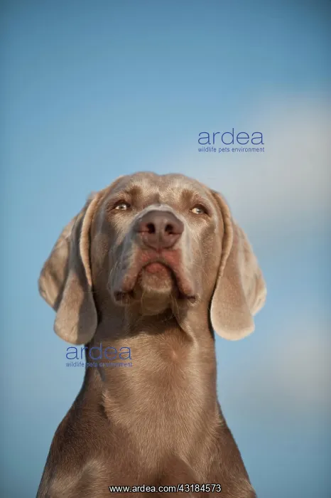 : Weimaraner, portrait : Weimaraner, portrait
