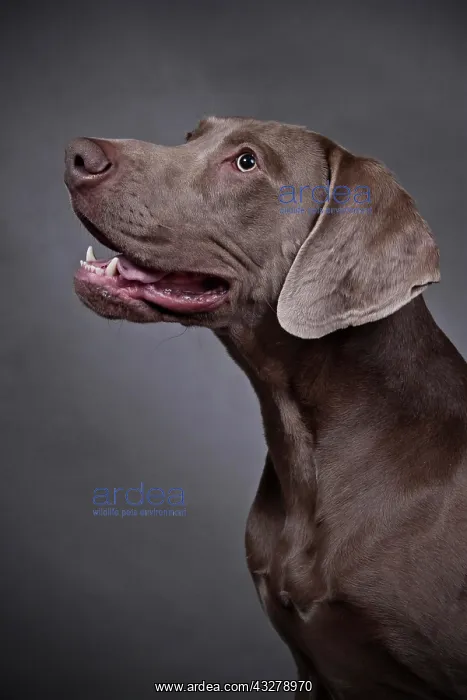 : Weimaraner, portrait : Weimaraner, portrait