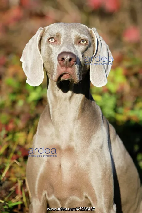 : Weimaraner, portrait, North Tyrol, Austria, Europe : Weimaraner, portrait, North Tyrol, Austria, Europe