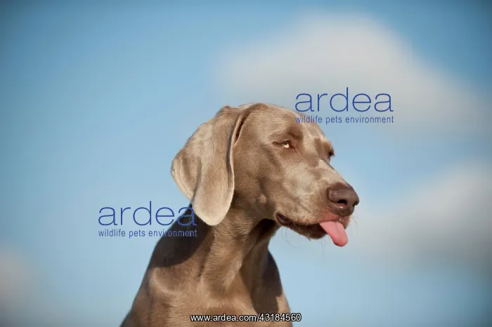 : Weimaraner, portrait with its tongue sticking out : Weimaraner, portrait with its tongue sticking out