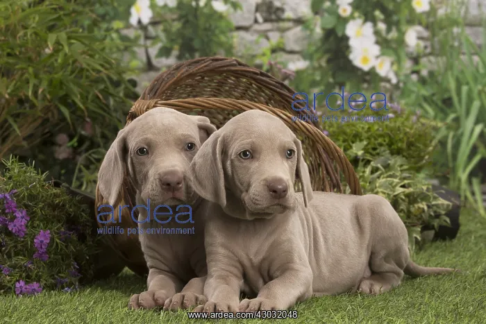  : Weimaraner puppies outdoors
