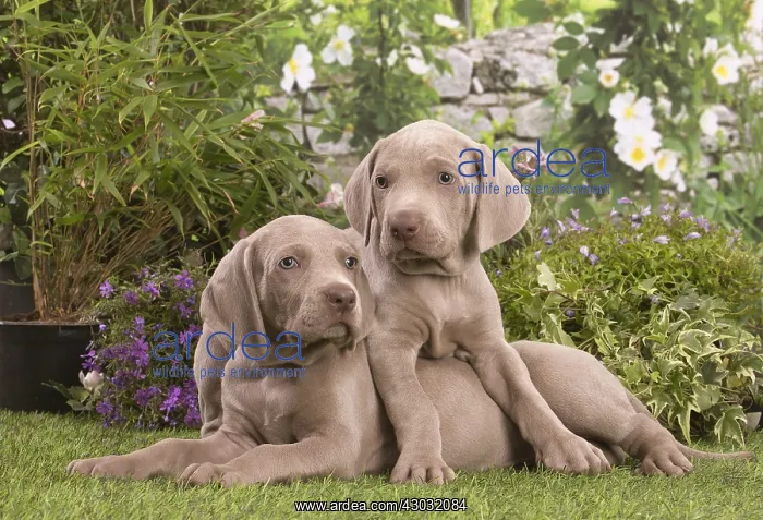  : Weimaraner puppies outdoors
