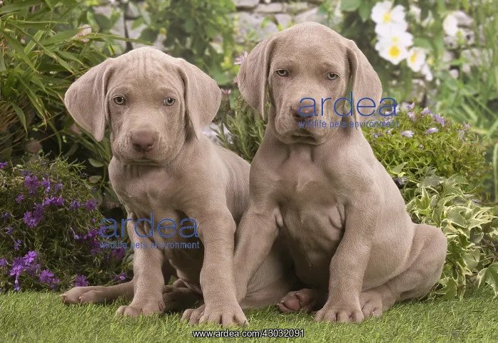  : Weimaraner puppies outdoors