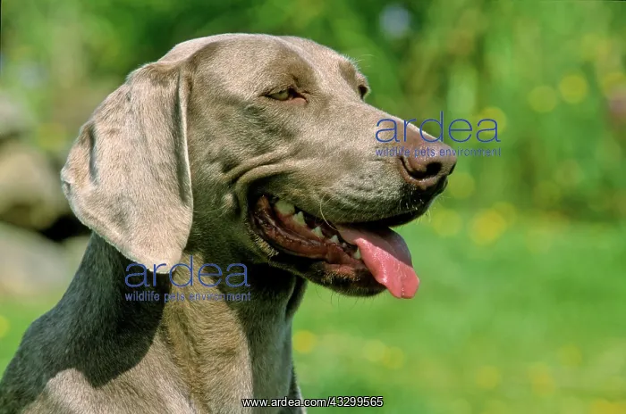 : Weimaraner, puppy : Weimaraner, puppy