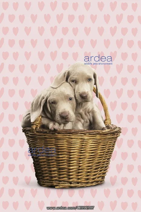 : Weimaraner puppy in basket with heart background : Weimaraner puppy in basket with heart background