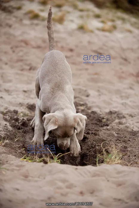 : Weimaraner puppy digging in the sand : Weimaraner puppy digging in the sand