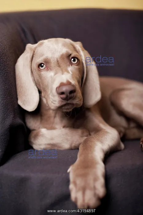 : Weimaraner puppy lying on a chair : Weimaraner puppy lying on a chair