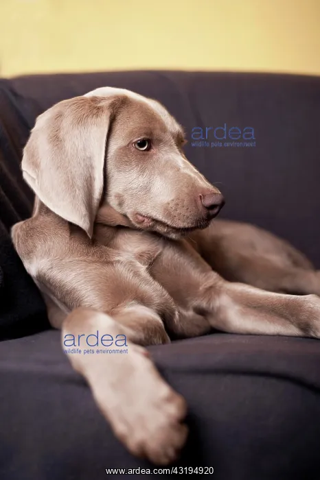 : Weimaraner puppy lying on a chair : Weimaraner puppy lying on a chair
