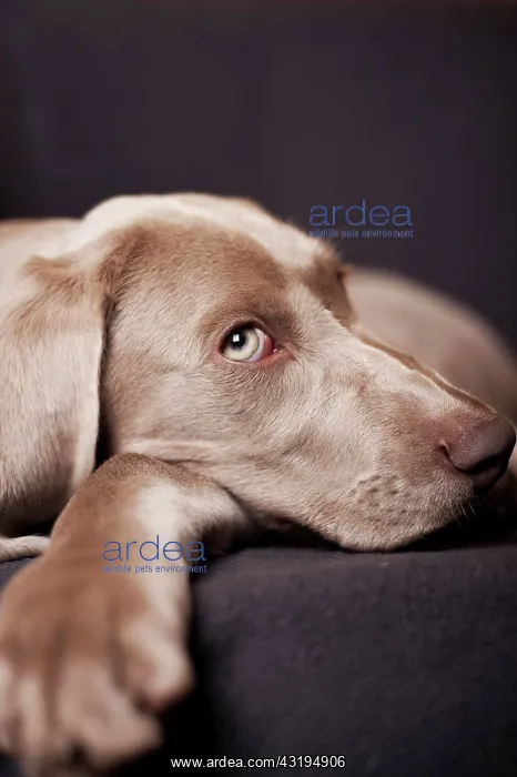 : Weimaraner puppy lying on a chair, portrait : Weimaraner puppy lying on a chair, portrait