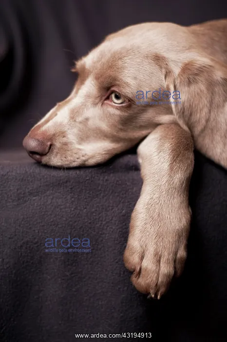 : Weimaraner puppy lying on a chair, portrait : Weimaraner puppy lying on a chair, portrait