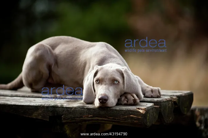 : Weimaraner puppy lying outside on a table : Weimaraner puppy lying outside on a table