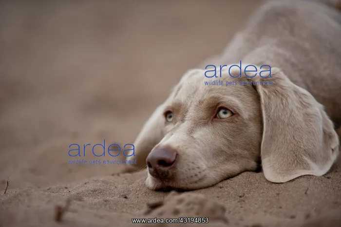 : Weimaraner puppy lying in the sand, portrait : Weimaraner puppy lying in the sand, portrait
