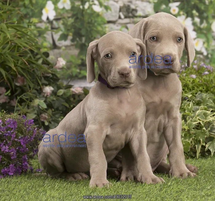 : Weimaraner puppy outdoors