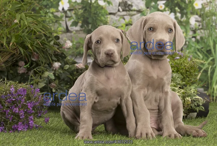  : Weimaraner puppy outdoors