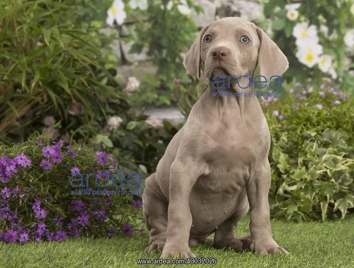 : Weimaraner puppy outdoors