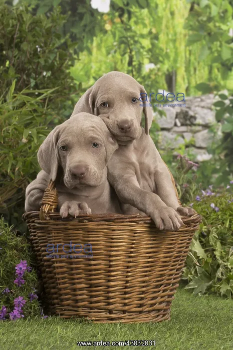 : Weimaraner puppy outdoors : Weimaraner puppy outdoors