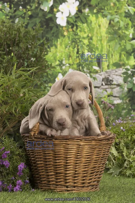 : Weimaraner puppy outdoors : Weimaraner puppy outdoors