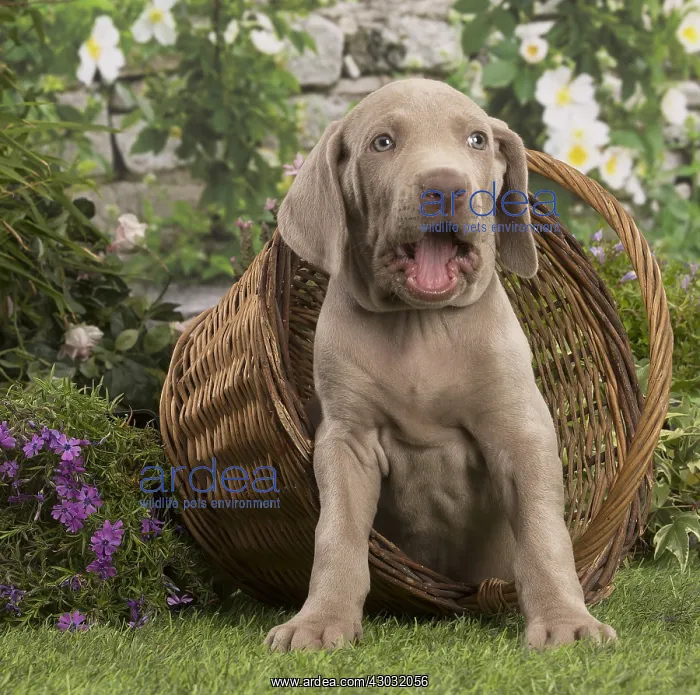 : Weimaraner puppy outdoors : Weimaraner puppy outdoors