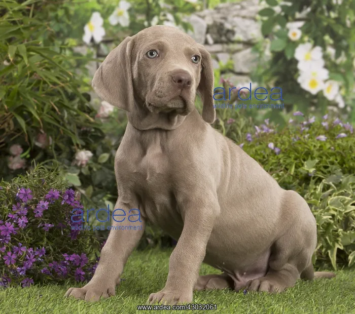  : Weimaraner puppy outdoors