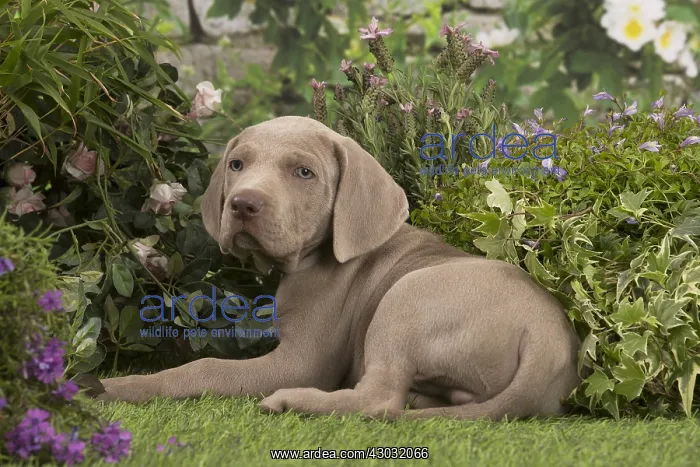  : Weimaraner puppy outdoors