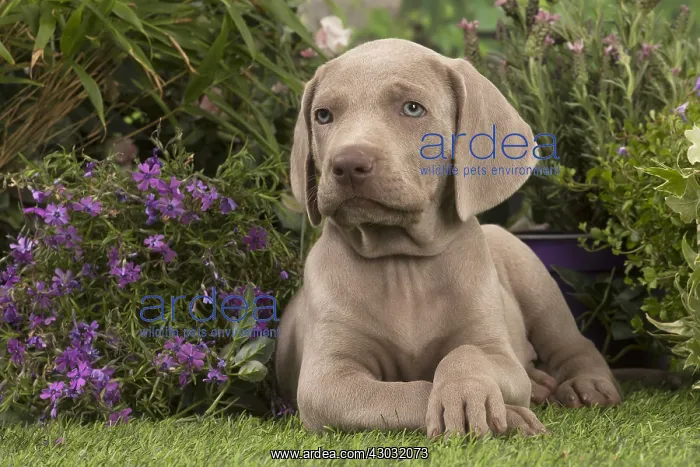  : Weimaraner puppy outdoors