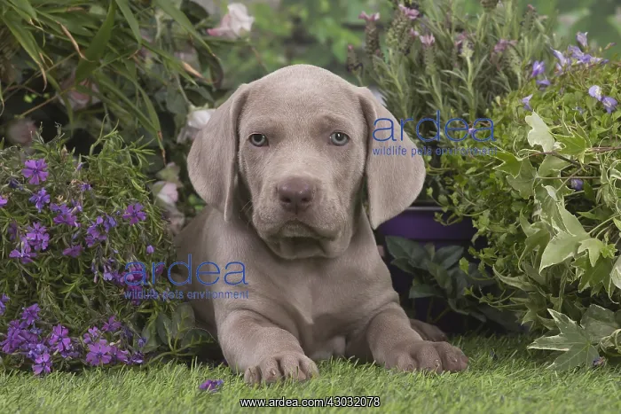  : Weimaraner puppy outdoors