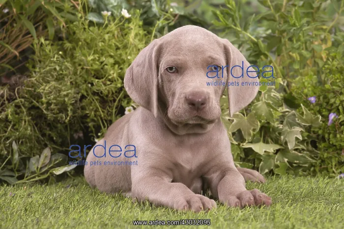  : Weimaraner puppy outdoors