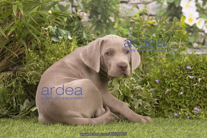  : Weimaraner puppy outdoors