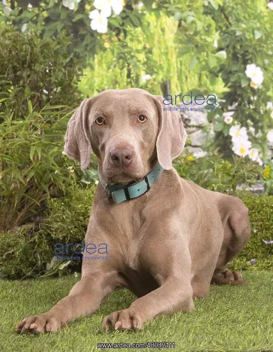  : Weimaraner puppy outdoors
