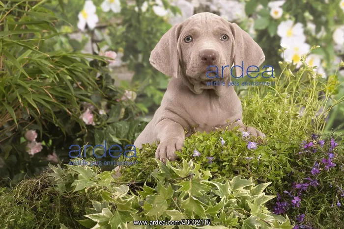  : Weimaraner puppy outdoors