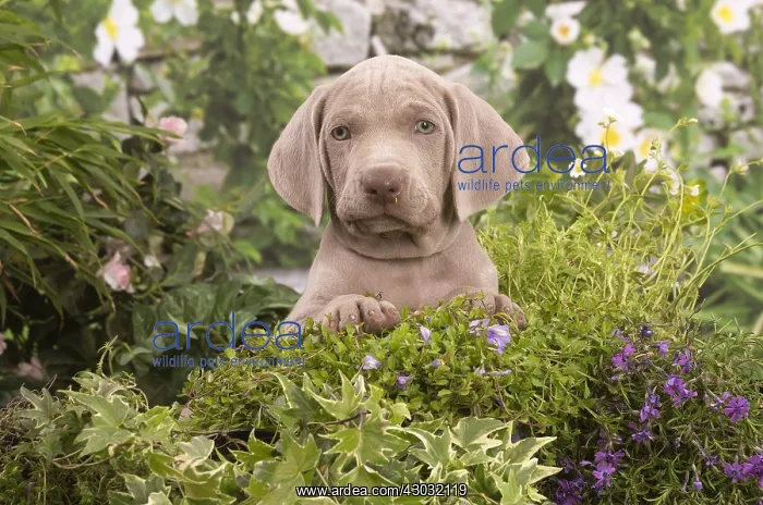  : Weimaraner puppy outdoors