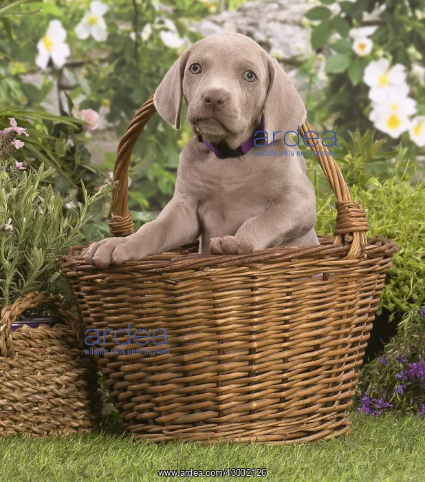 : Weimaraner puppy outdoors : Weimaraner puppy outdoors
