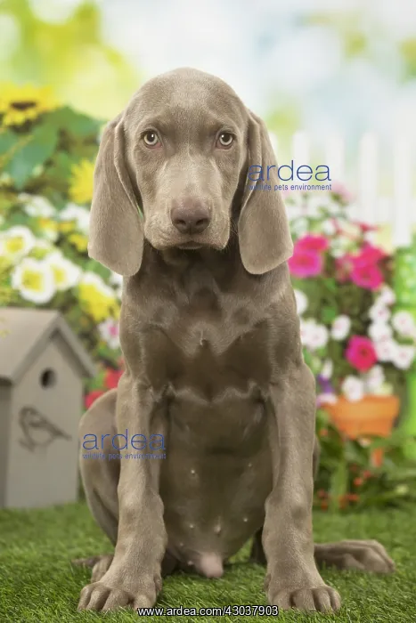  : Weimaraner puppy outdoors in the garden