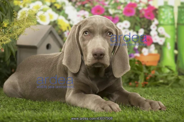  : Weimaraner puppy outdoors in the garden